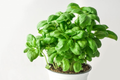 Albahaca